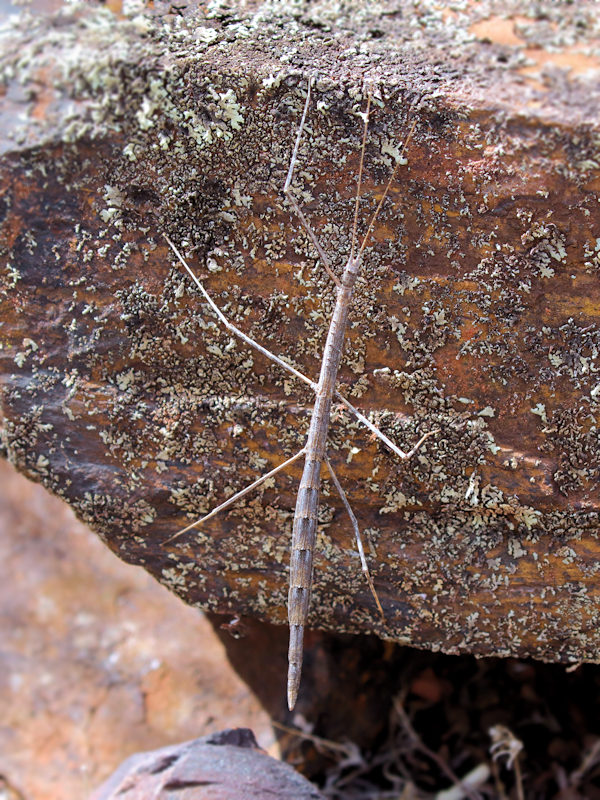 Stick Insect (Hyrtacus tuberculatus) (Hyrtacus tuberculatus)